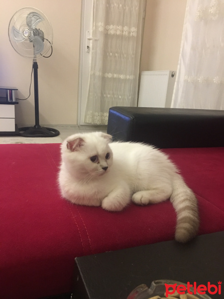 Scottish Fold, Kedi  Mia fotoğrafı