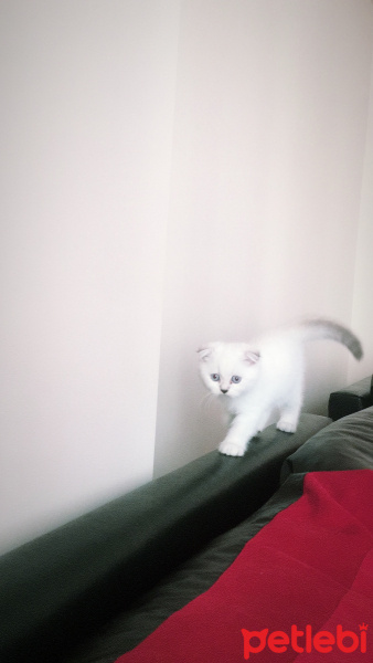 Scottish Fold, Kedi  Mia fotoğrafı