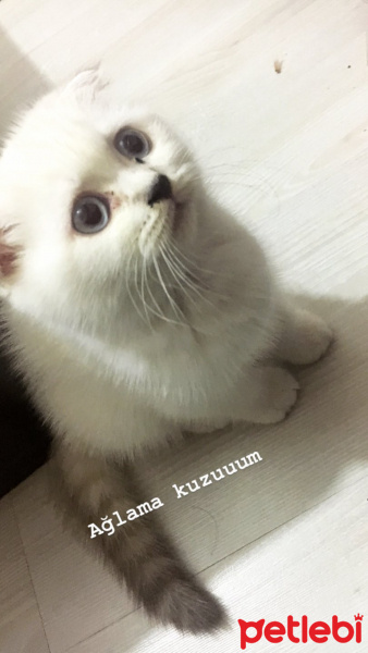 Scottish Fold, Kedi  Mia fotoğrafı