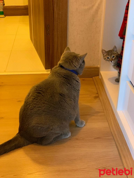 Tekir Kedi, Kedi  Bihter fotoğrafı