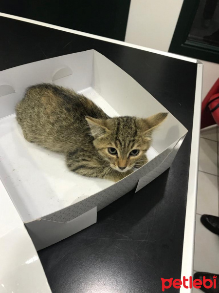Tekir Kedi, Kedi  Bihter fotoğrafı