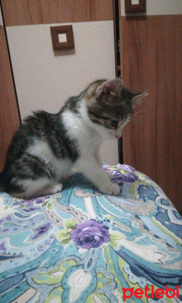 Tekir Kedi, Kedi  Müşo fotoğrafı