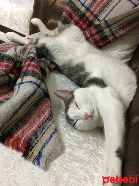 Tekir Kedi, Kedi  Elfida fotoğrafı