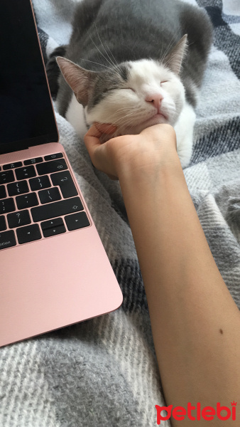 Tekir Kedi, Kedi  Elfida fotoğrafı