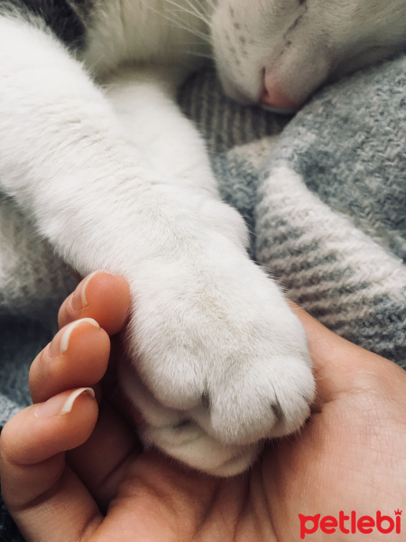 Tekir Kedi, Kedi  Elfida fotoğrafı