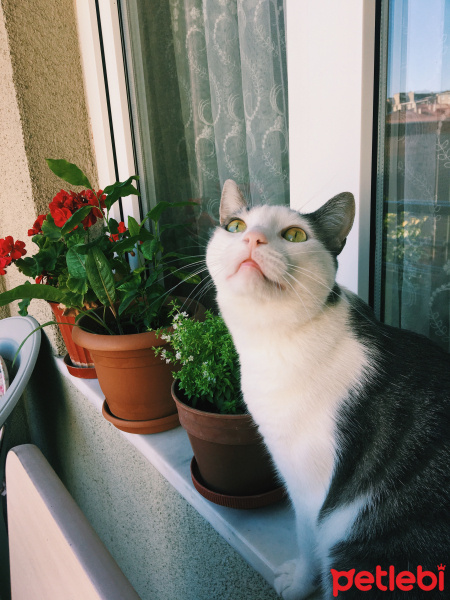 Tekir Kedi, Kedi  Elfida fotoğrafı