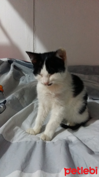 Tekir Kedi, Kedi  Fistan fotoğrafı