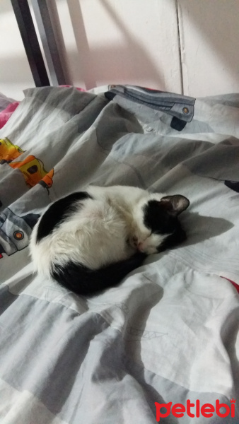 Tekir Kedi, Kedi  Fistan fotoğrafı