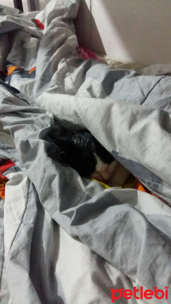 Tekir Kedi, Kedi  Fistan fotoğrafı