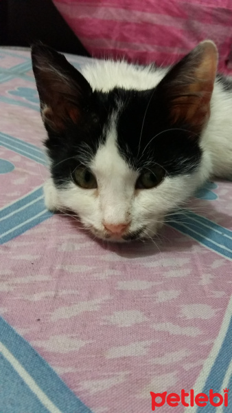 Tekir Kedi, Kedi  Fistan fotoğrafı
