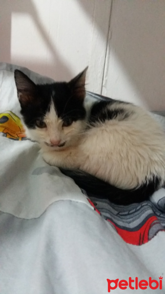 Tekir Kedi, Kedi  Fistan fotoğrafı