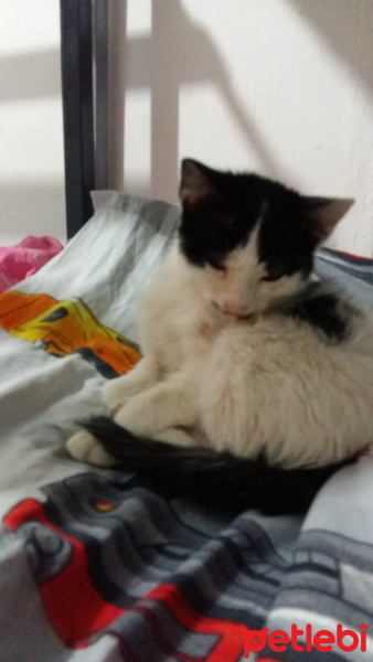 Tekir Kedi, Kedi  Fistan fotoğrafı
