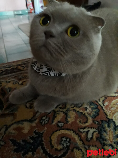 Scottish Fold, Kedi  Kivi fotoğrafı