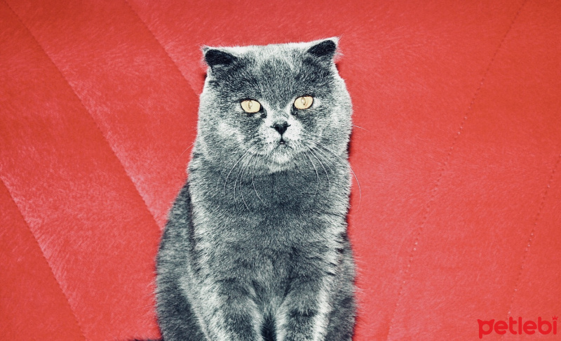 Scottish Fold, Kedi  Uzay fotoğrafı