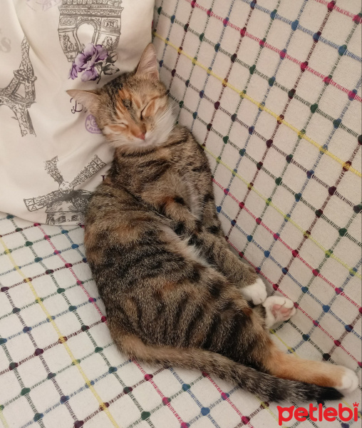 Tekir Kedi, Kedi  Hera fotoğrafı