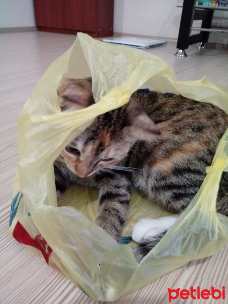 Tekir Kedi, Kedi  Hera fotoğrafı