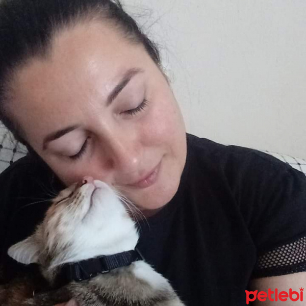 Tekir Kedi, Kedi  Hera fotoğrafı