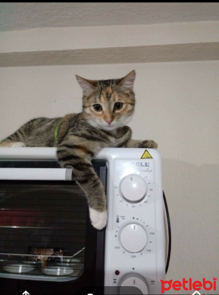 Tekir Kedi, Kedi  Hera fotoğrafı