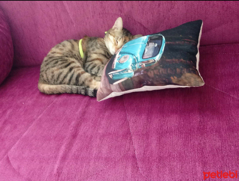 Tekir Kedi, Kedi  Hera fotoğrafı
