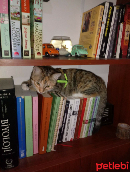 Tekir Kedi, Kedi  Hera fotoğrafı