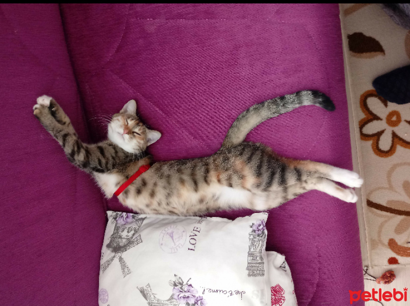 Tekir Kedi, Kedi  Hera fotoğrafı