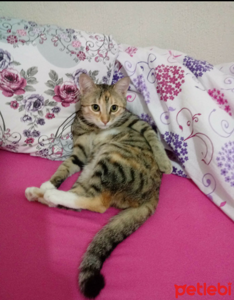 Tekir Kedi, Kedi  Hera fotoğrafı