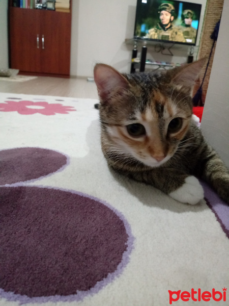 Tekir Kedi, Kedi  Hera fotoğrafı
