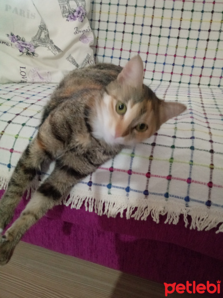 Tekir Kedi, Kedi  Hera fotoğrafı