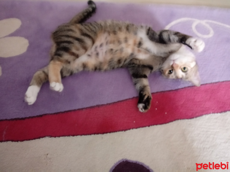 Tekir Kedi, Kedi  Hera fotoğrafı
