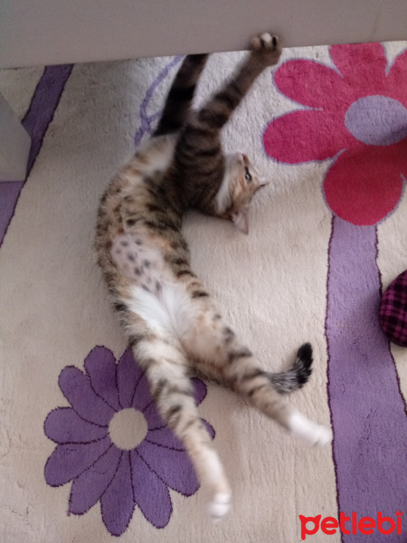 Tekir Kedi, Kedi  Hera fotoğrafı