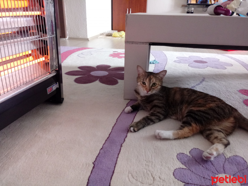 Tekir Kedi, Kedi  Hera fotoğrafı