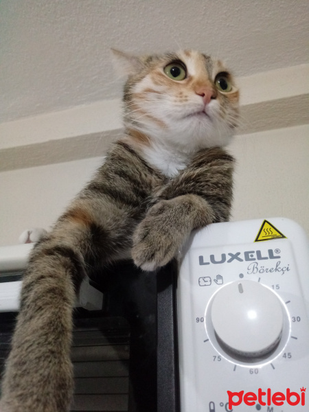 Tekir Kedi, Kedi  Hera fotoğrafı