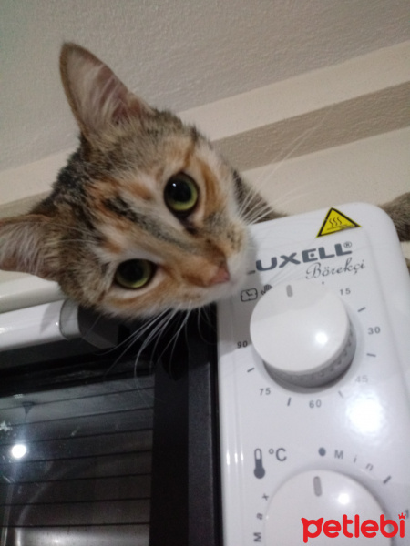 Tekir Kedi, Kedi  Hera fotoğrafı