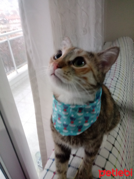 Tekir Kedi, Kedi  Hera fotoğrafı