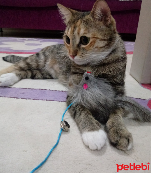 Tekir Kedi, Kedi  Hera fotoğrafı
