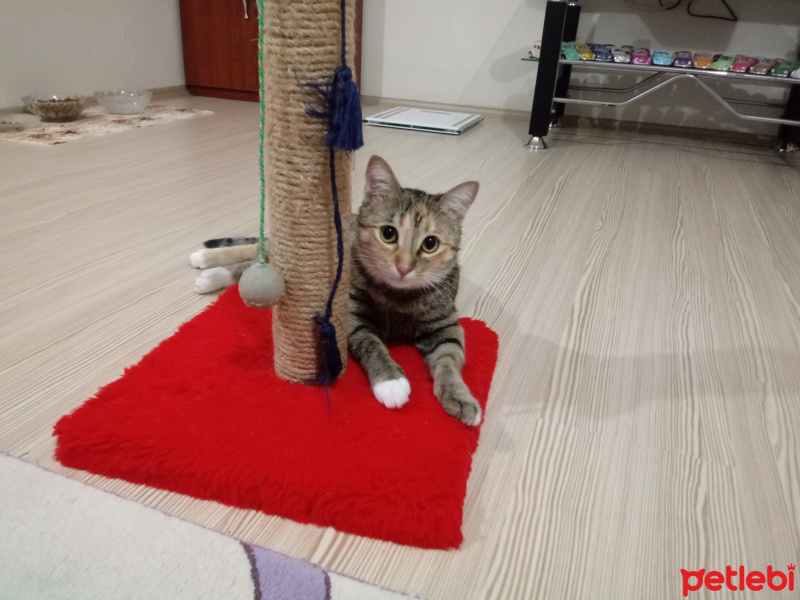 Tekir Kedi, Kedi  Hera fotoğrafı