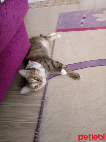 Tekir Kedi, Kedi  Hera fotoğrafı