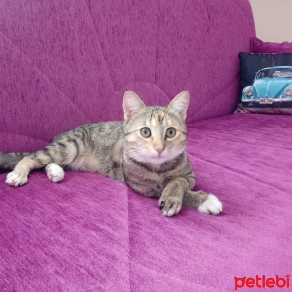 Tekir Kedi, Kedi  Hera fotoğrafı