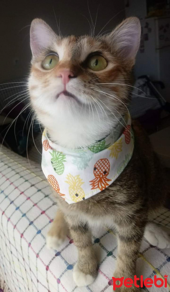 Tekir Kedi, Kedi  Hera fotoğrafı