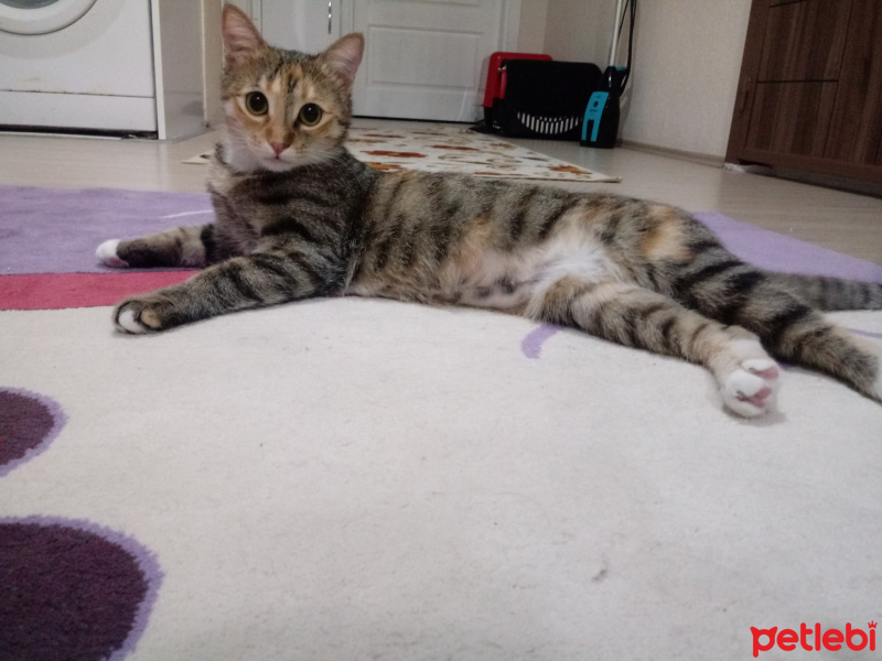 Tekir Kedi, Kedi  Hera fotoğrafı