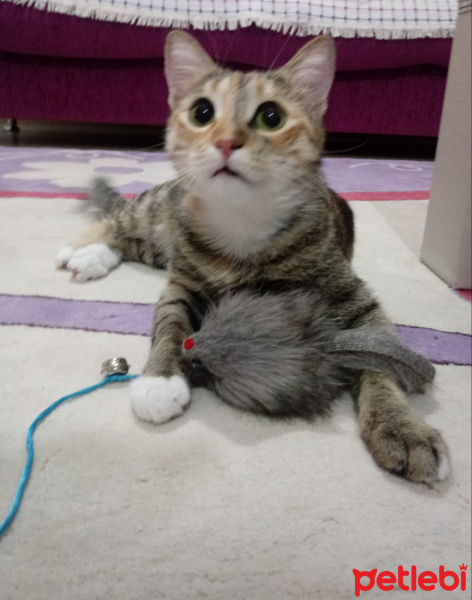 Tekir Kedi, Kedi  Hera fotoğrafı