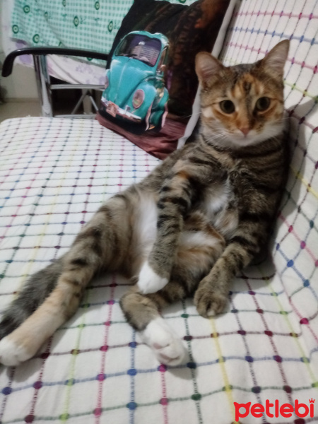 Tekir Kedi, Kedi  Hera fotoğrafı