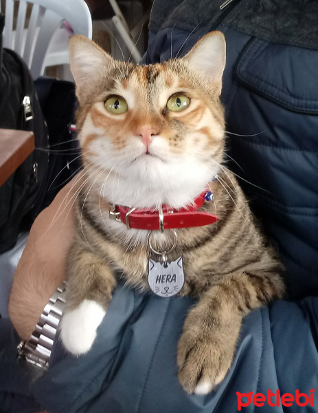 Tekir Kedi, Kedi  Hera fotoğrafı