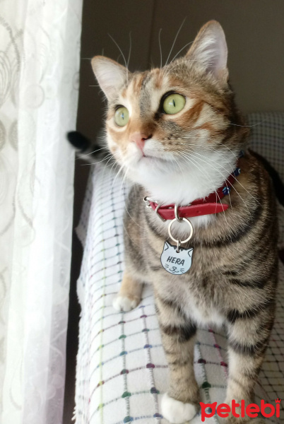 Tekir Kedi, Kedi  Hera fotoğrafı