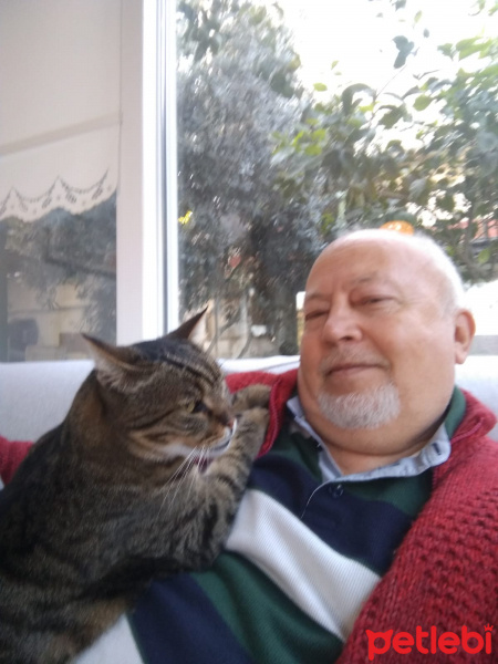 Tekir Kedi, Kedi  Yaşar fotoğrafı