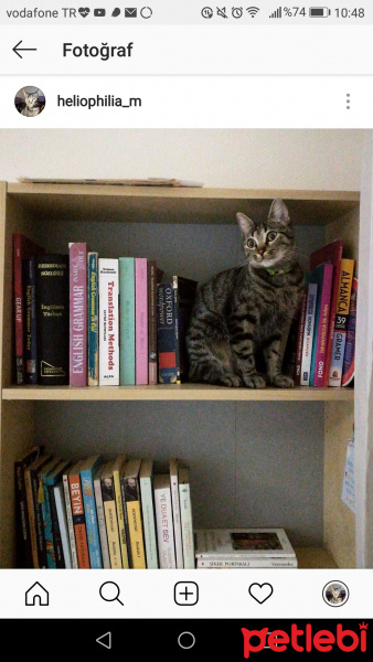 Tekir Kedi, Kedi  Heliya fotoğrafı
