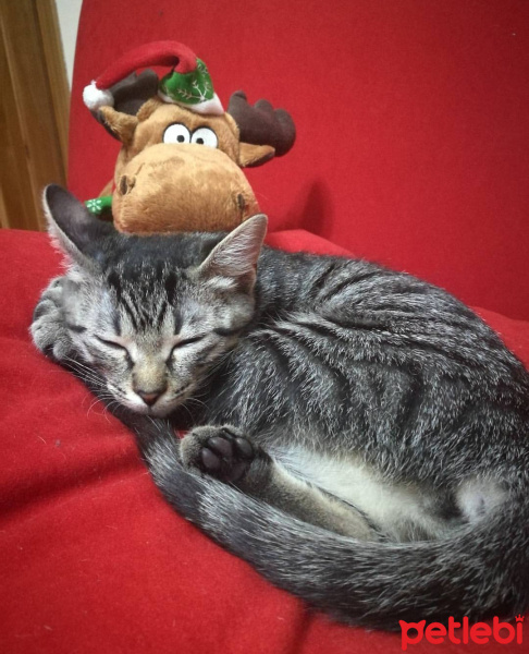 Tekir Kedi, Kedi  Heliya fotoğrafı