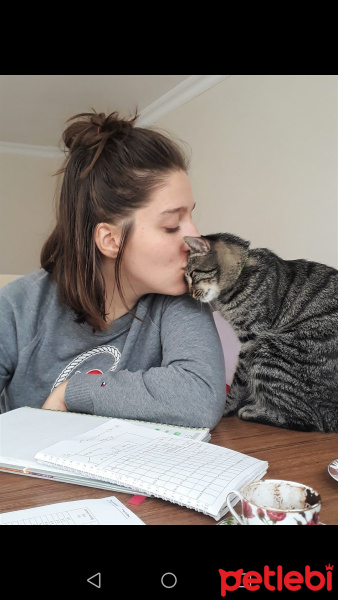 Tekir Kedi, Kedi  Heliya fotoğrafı