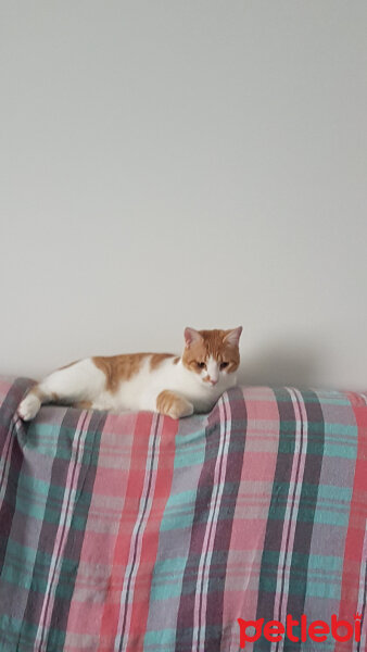 Tekir Kedi, Kedi  Tomisina fotoğrafı