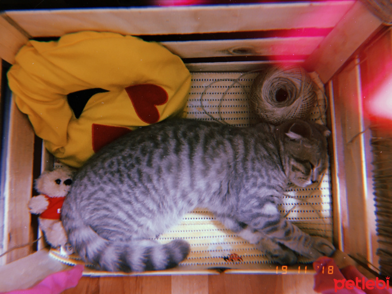 Scottish Fold, Kedi  Badem fotoğrafı